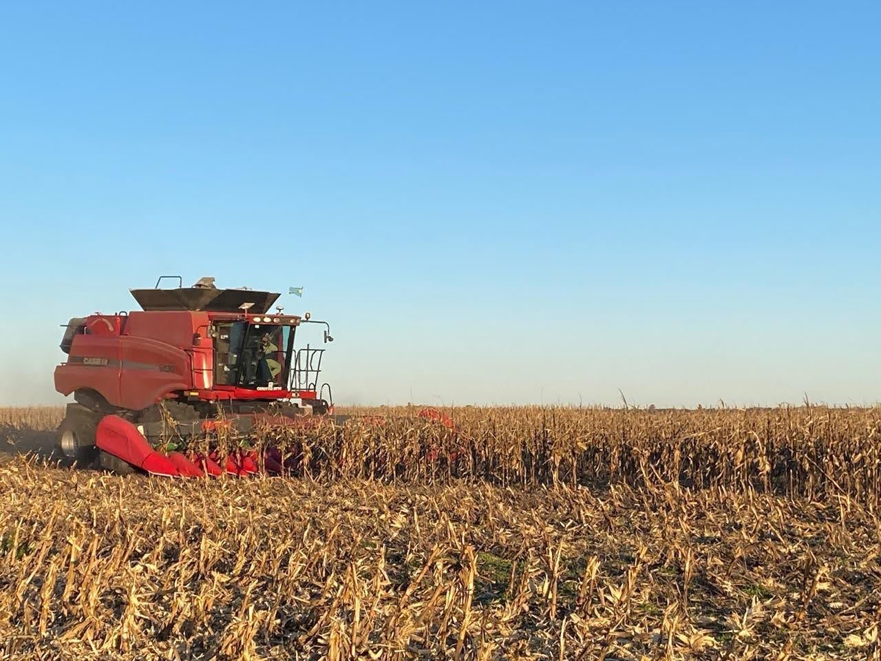 Una cosechadora roja levantando maíz en un lote, a la tarde.